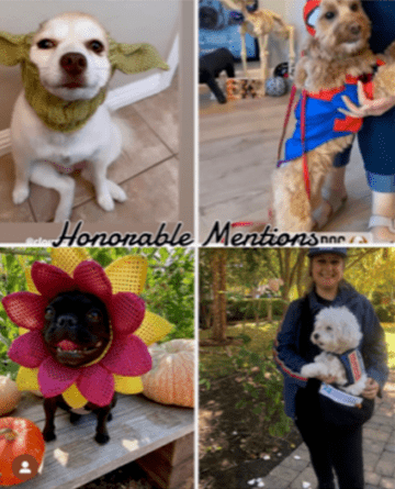 Cloud City Howl-Oween Pet Costume Contest 2021 Honorable Mentions