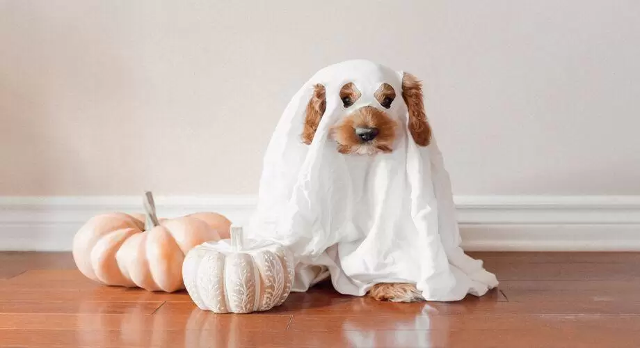 best cbd products for anxious dogs
