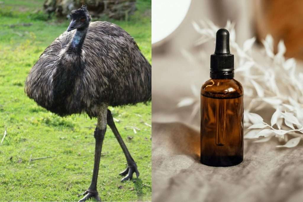 Emu bird next to a glass dropper bottle representing emu oil used as a natural topical ingredient.