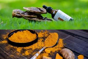 Reishi mushrooms, turmeric powder, and botanical wellness ingredients commonly used in functional cannabinoid products.